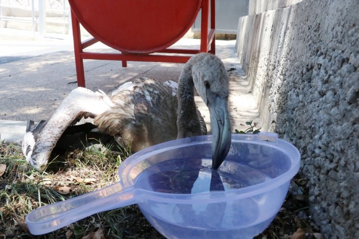 Yaralı flamingoyu polis memurları elleriyle besledi