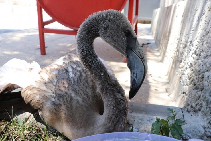 Yaralı flamingoyu polis memurları elleriyle besledi