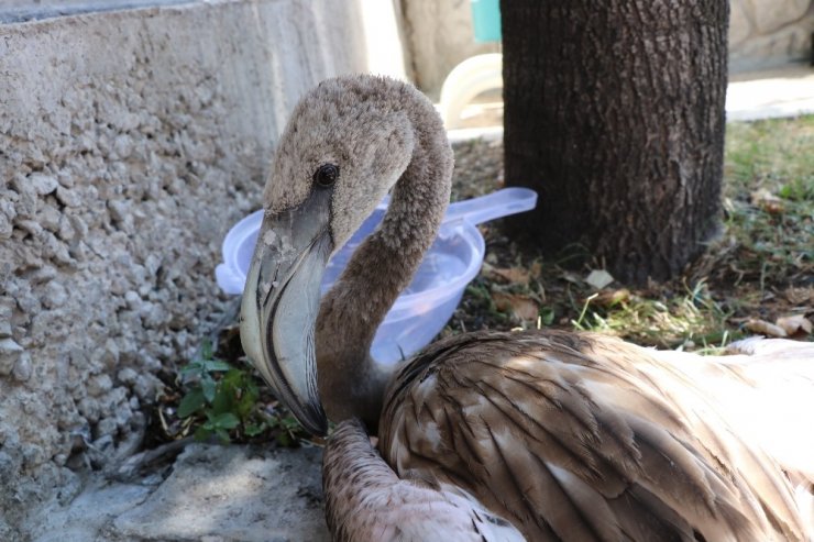 Yaralı flamingoyu polis memurları elleriyle besledi