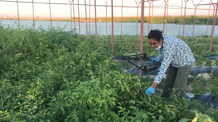 Kanseri yendiği mor çilekleri yurt içi ve yurt dışına gönderiyor