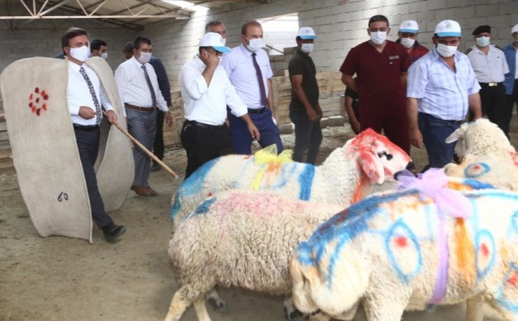 Aksaray’da koyun sürüsüne koç katımı yapıldı