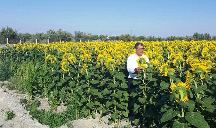 Konya Şeker ayçiçeği alım fiyatlarını açıkladı