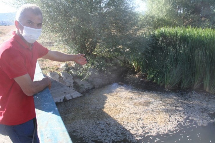 Konya’da göle dökülen akarsuda esrarengiz balık ölümleri tedirgin ediyor