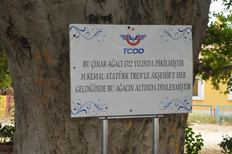 Akşehir’deki tescilli anıt ağaçların tabelaları takıldı