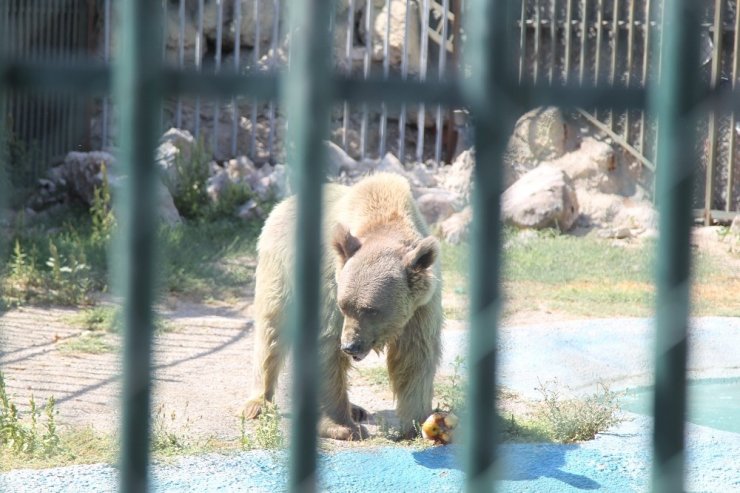 Sıcaktan bunalan hayvanlar serinletiliyor