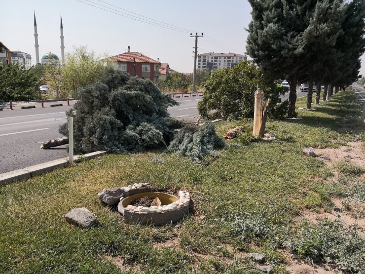 Kaplumbağayı ezmek istemeyen anne kızıyla takla attı