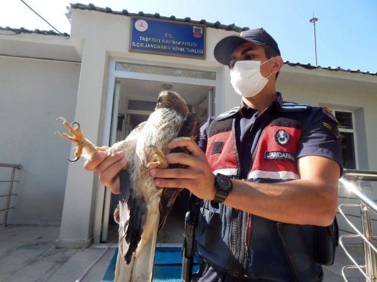 Yaralı paçalı şahin tedavi edilecek