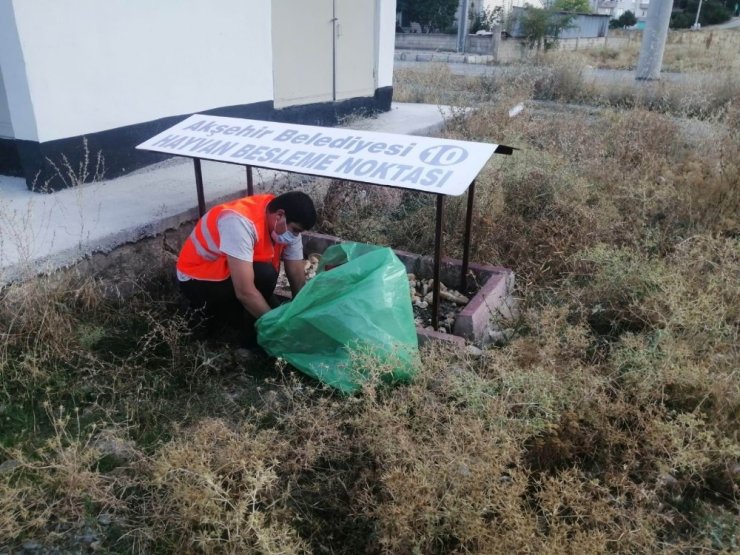 Akşehir Belediyesi sokak hayvanlarını beslemeyi sürdürüyor