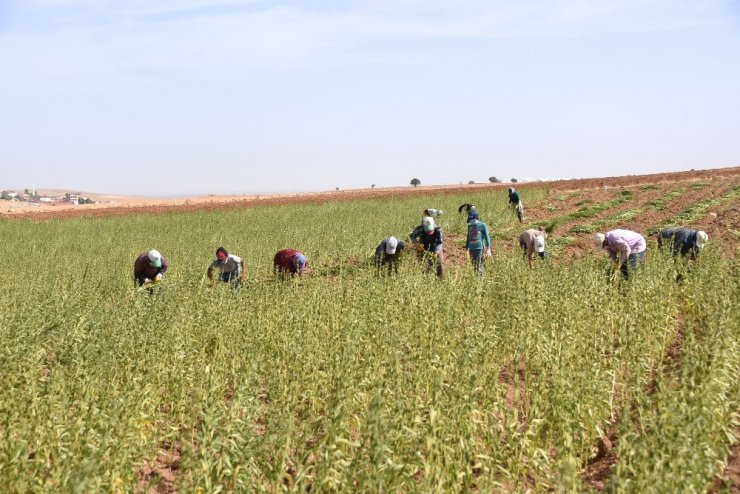 Konya’da yerli ve milli susamların ilk hasadı yapıldı