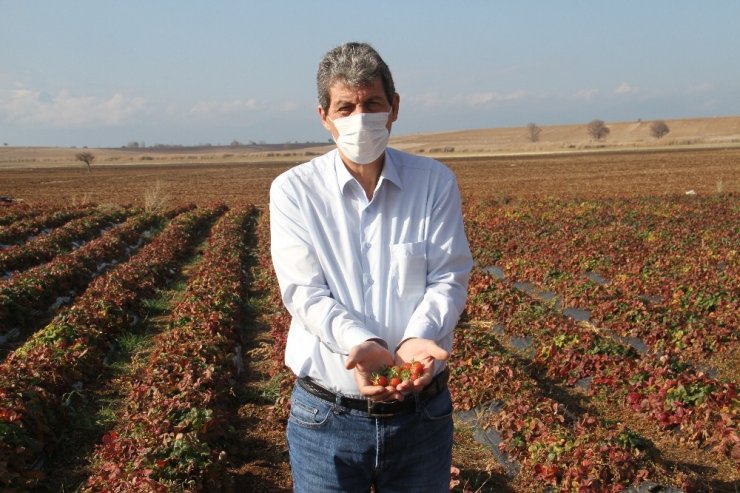 Hüyük, İç Anadolu’da organik çilek üretiminin üssü oldu