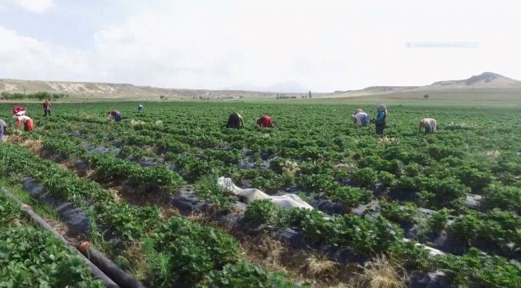 Aksaray’da tarımsal üretim değerinde artış