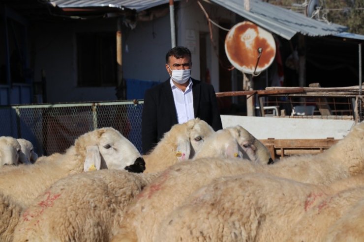 Küçükbaş hayvanlar meralardan mandıralara taşındı