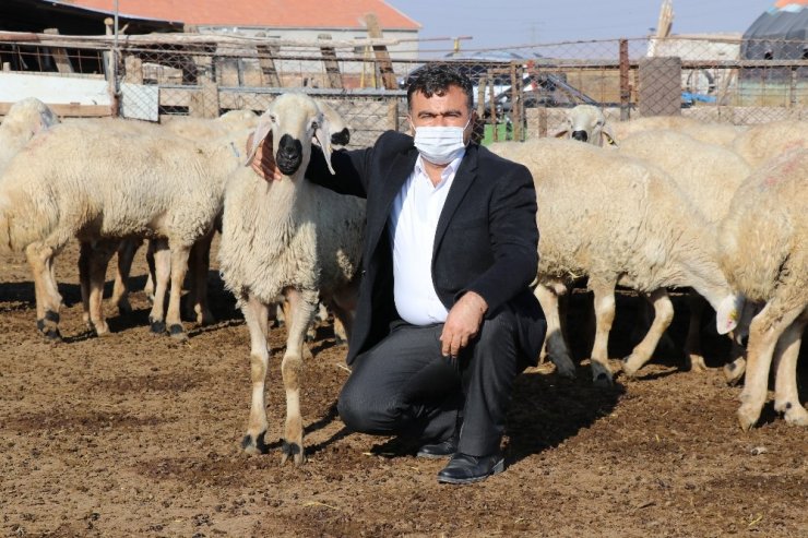 Küçükbaş hayvanlar meralardan mandıralara taşındı