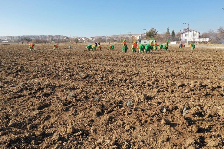 Konya’da tıbbi aromatik bitki yetişecek