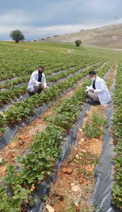 Konya’da Aralık ayında çilek hasadı