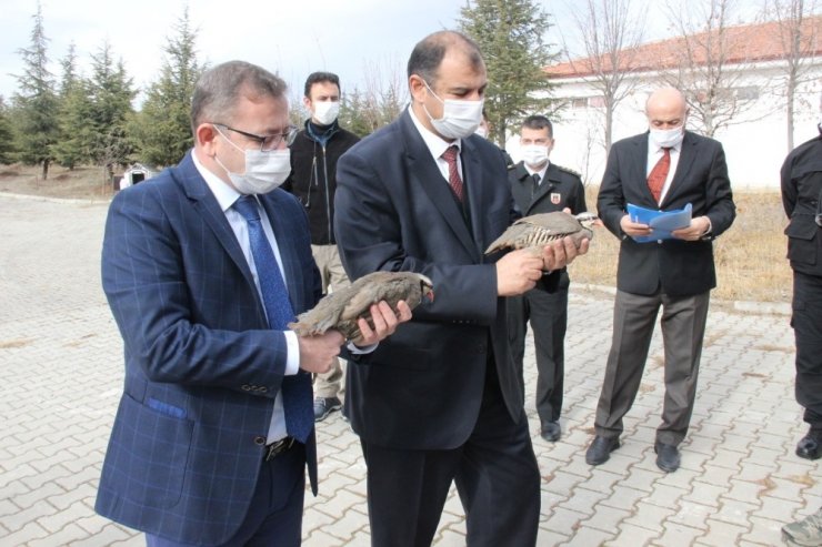 2021 yılının ilk keklik yumurtaları kuluçka makinesine girdi