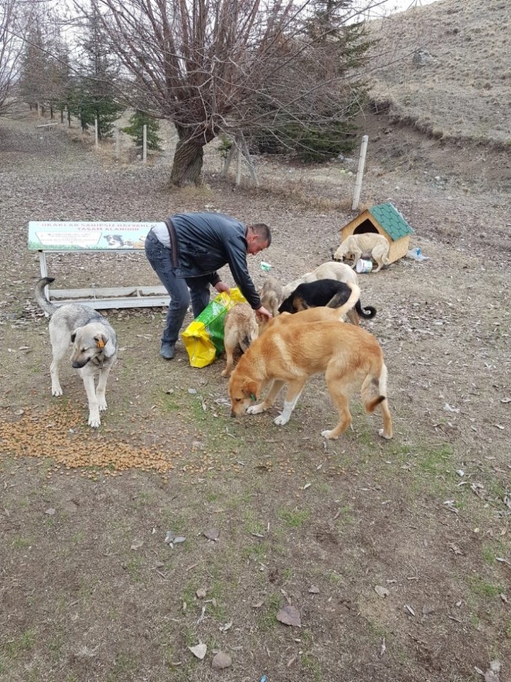 Pursaklar Belediyesi sokak hayvanlarına sahip çıkıyor