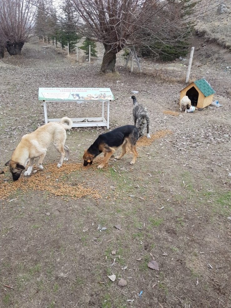 Pursaklar Belediyesi sokak hayvanlarına sahip çıkıyor