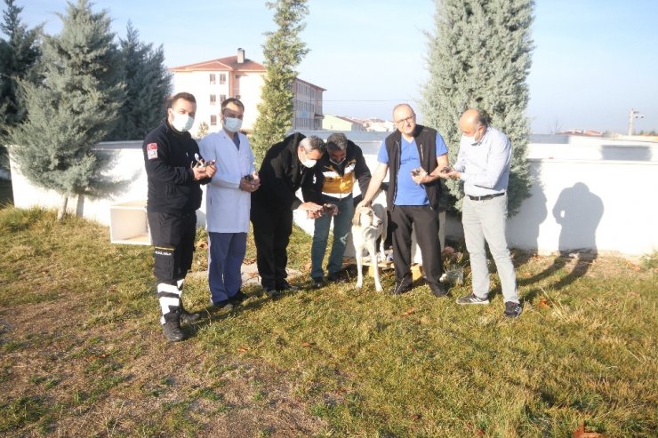 Hastane Bahçesinde Doğan 11 Yavru Köpek Ve Annesi Sağlıkçılara Emanet