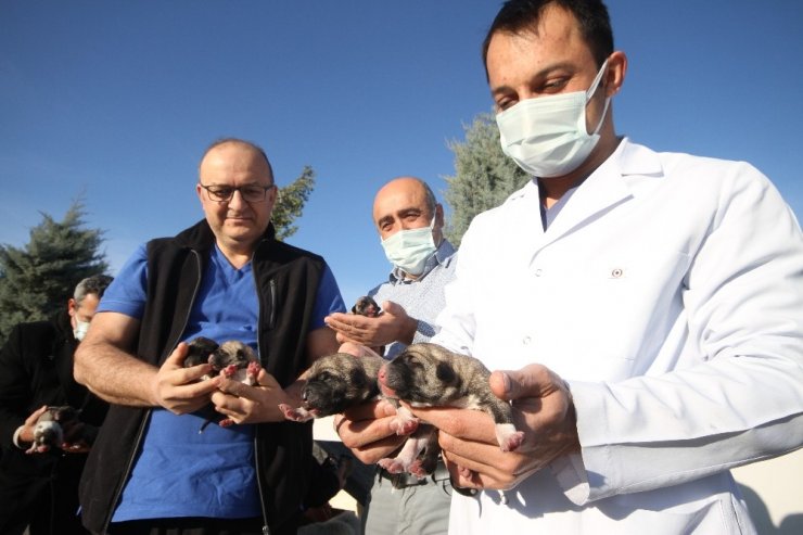 Hastane Bahçesinde Doğan 11 Yavru Köpek Ve Annesi Sağlıkçılara Emanet