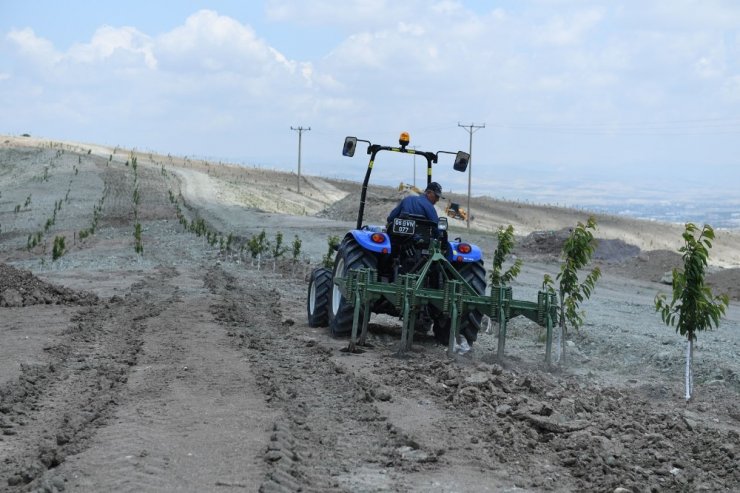 Altındağ’da yeşil rekor