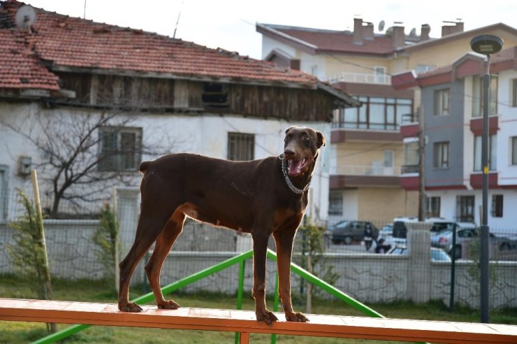 Mamak Belediyesinden ‘Köpek Parkı’