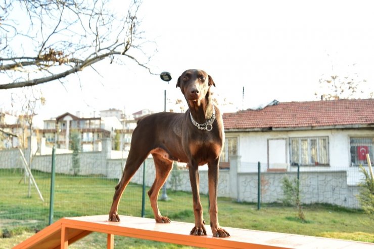 Mamak Belediyesinden ‘Köpek Parkı’