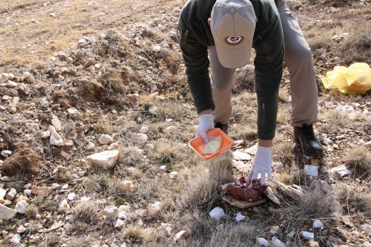 Polis, yaban hayvanları için doğaya yem bıraktı