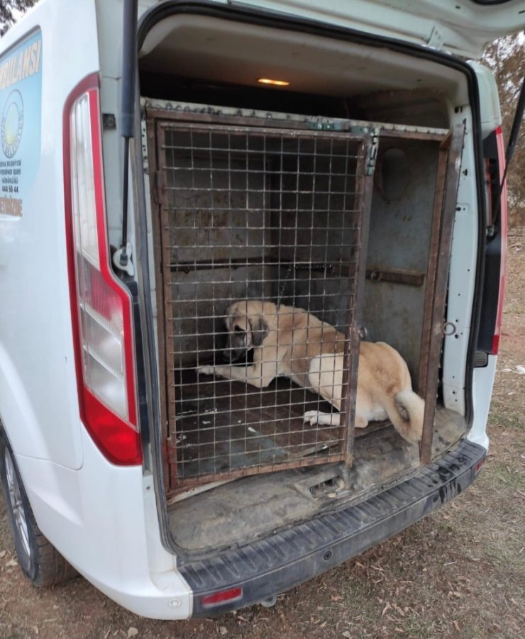 Köpek dövüştüren şahsa 26 bin TL para cezası