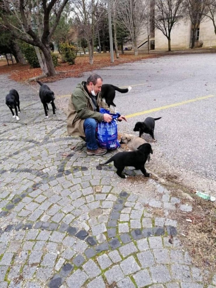 Sokak hayvanlarını besleme çalışmaları sürüyor