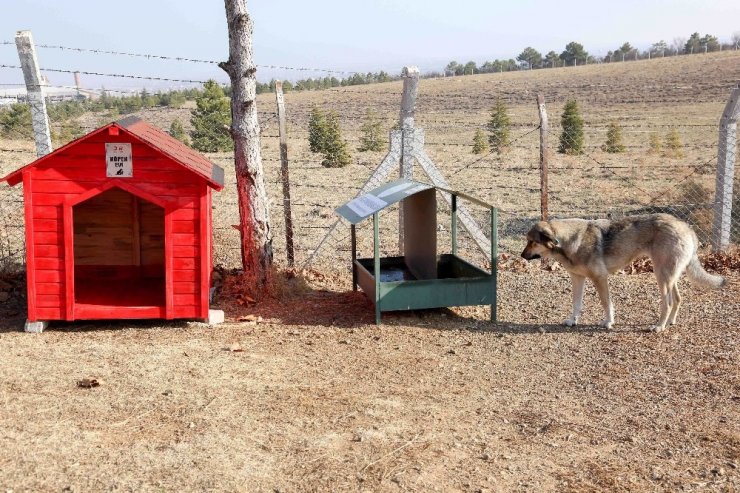 Gönüllülerce Meram’a yeni kedi, köpek ve kuş evleri kazandırılıyor