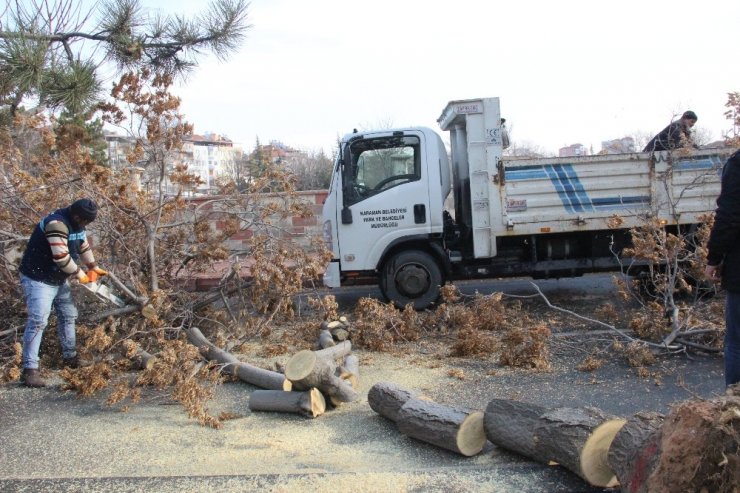 Karaman’da şiddetli rüzgar ağaçları devirdi