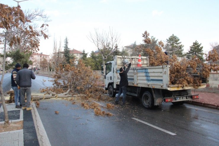 Karaman’da şiddetli rüzgar ağaçları devirdi