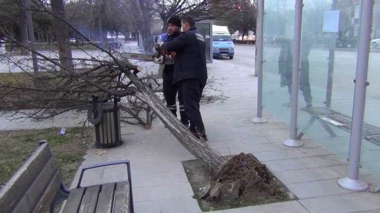 Kırıkkale’de kuvvetli rüzgar ağaçları yerinden söktü, 1 işyeri zarar gördü