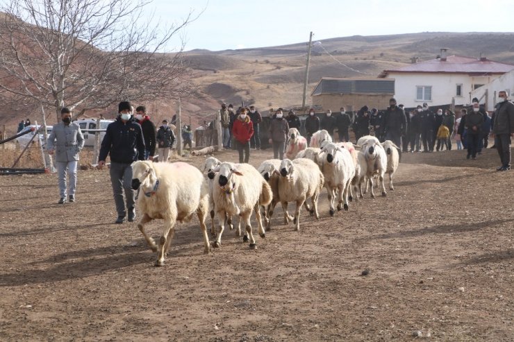 Sivas’ta küçükbaş hayvan yetiştiricileri birleşti, hedef 100 bin koyun