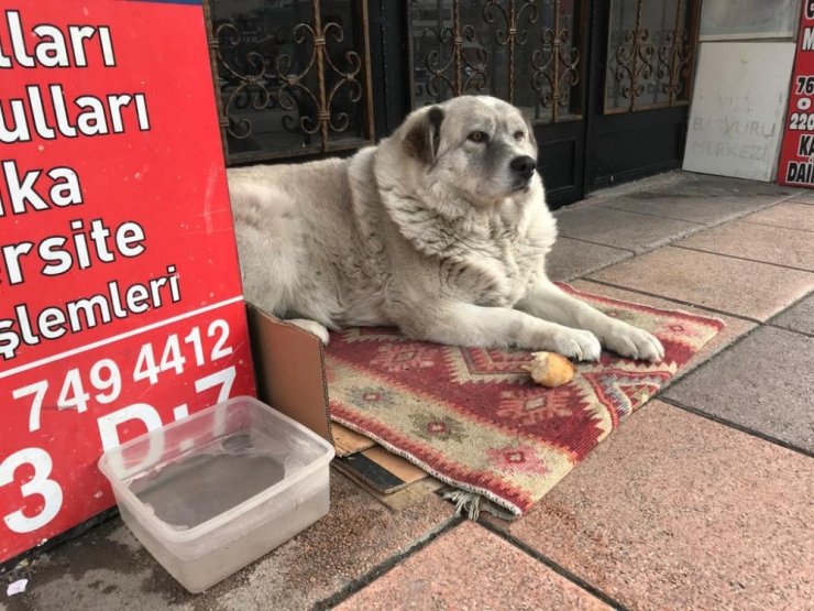 Sokak hayvanlarının su ve maması dondu