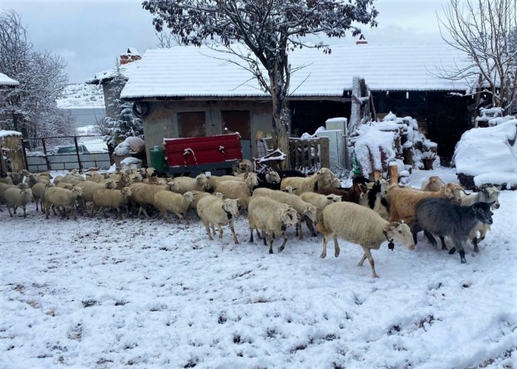 Kar altında el ele hayvanlarına böyle bakıyorlar