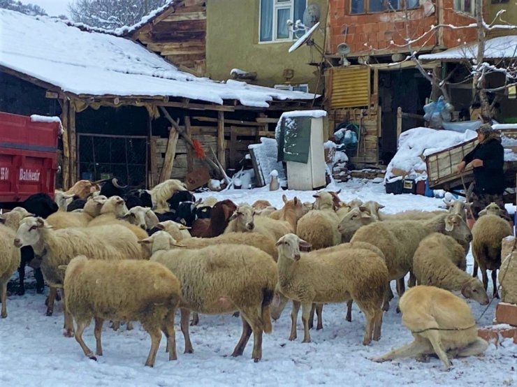 Kar altında el ele hayvanlarına böyle bakıyorlar