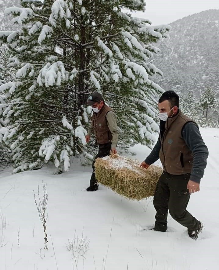 Nallıhan’da yaban hayvanları unutulmadı