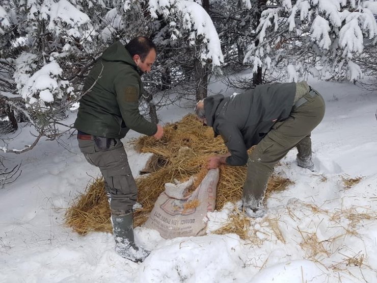 Çankırı’da yaban hayvanları kara kışta unutulmadı