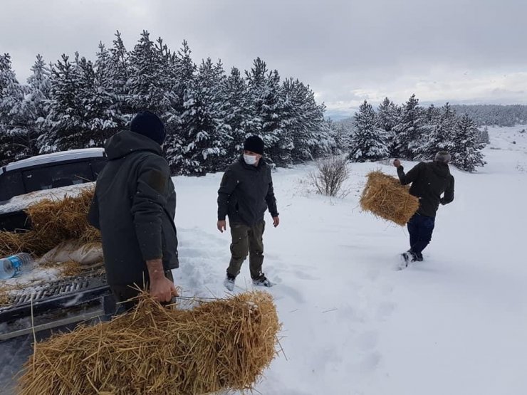 Çankırı’da yaban hayvanları kara kışta unutulmadı