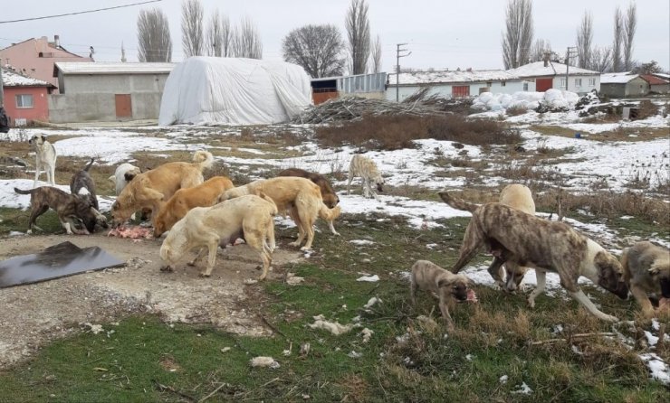 Soğuk havalarda sokak hayvanları unutulmadı