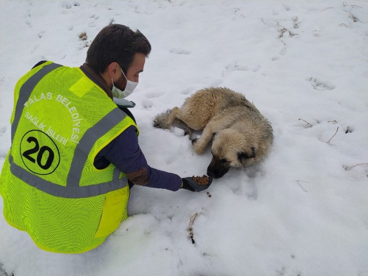 Talas’ın sokak hayvanları özel ekibi