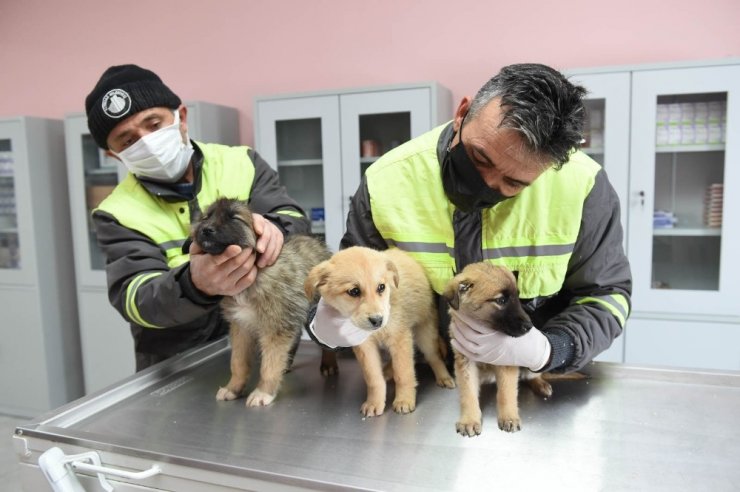 Altındağ Belediyesi donmak üzere olan 8 köpek yavrusuna sahip çıktı