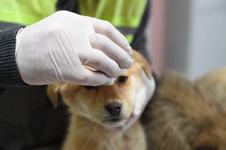 Altındağ Belediyesi donmak üzere olan 8 köpek yavrusuna sahip çıktı