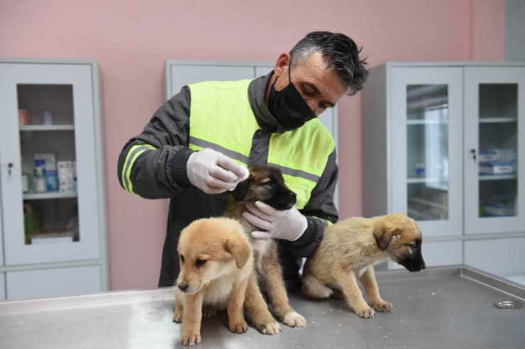 Altındağ Belediyesi donmak üzere olan 8 köpek yavrusuna sahip çıktı