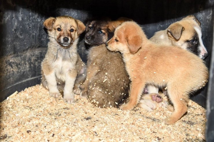 Altındağ Belediyesi donmak üzere olan 8 köpek yavrusuna sahip çıktı