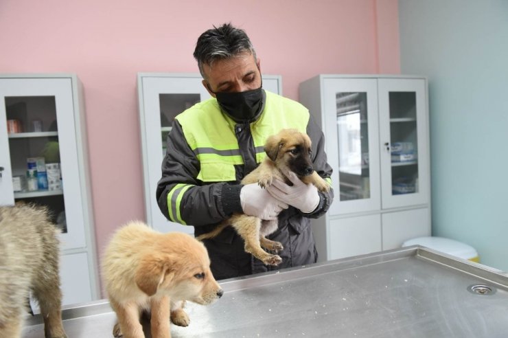 Altındağ Belediyesi donmak üzere olan 8 köpek yavrusuna sahip çıktı