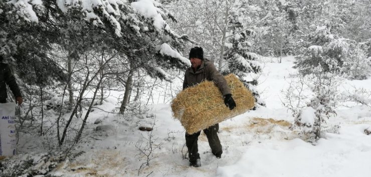 Yaban hayvanlarının beslenme yolculuğu havadan görüntülendi