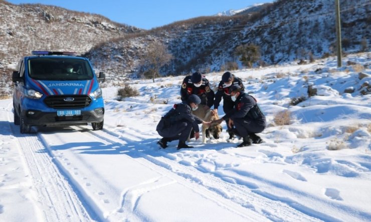 Jandarma ekipleri doğaya yem bıraktı